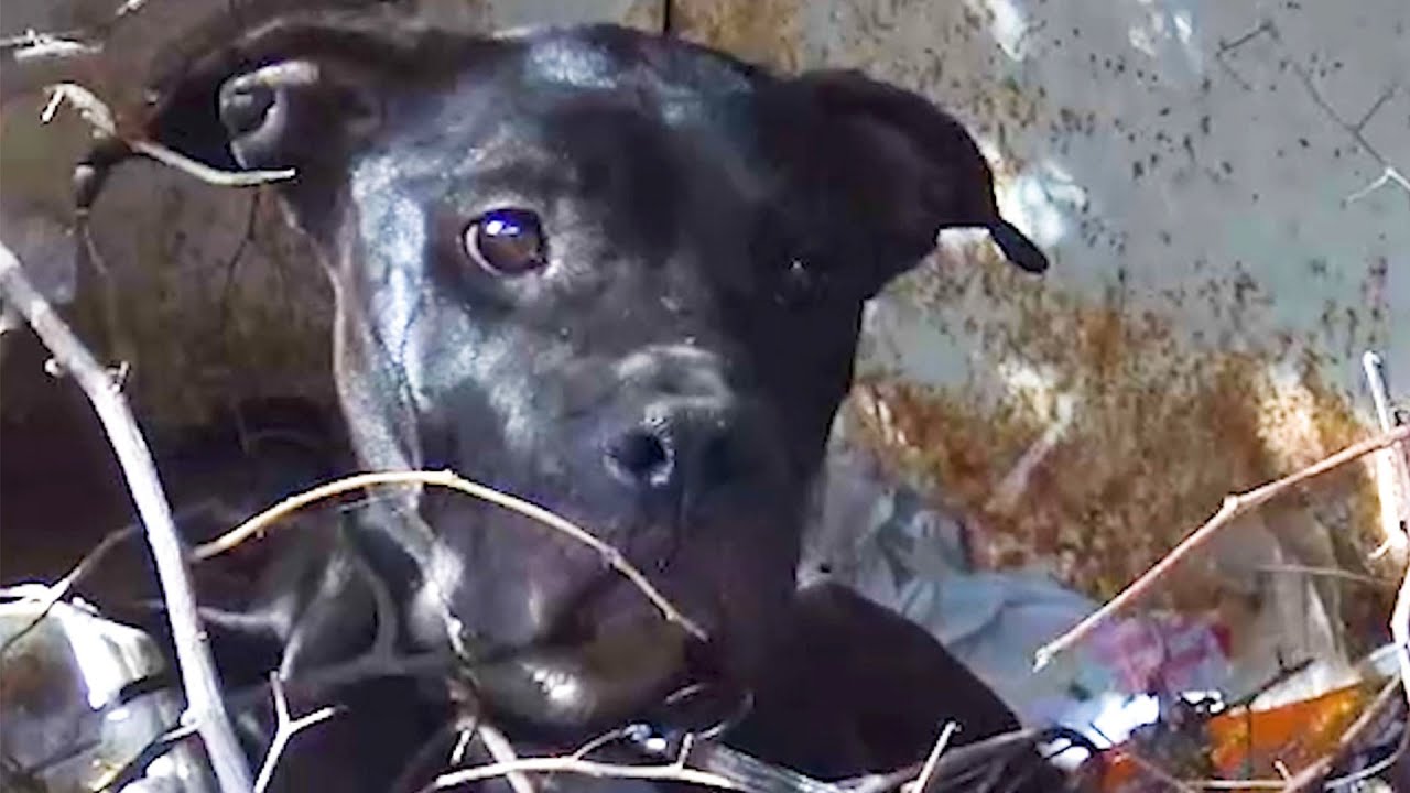 Pittie Who Refused To Be Rescued Is So Happy Now | The Dodo