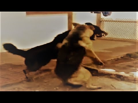 Rottweiler, German Shepherd & Pitbull fight over dominance!!! - UCI-mqa072aPsYSijI3pzxzw