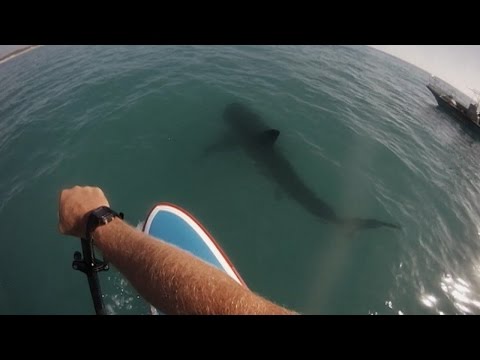 Paddleboarding with a Great White - UCqOoboPm3uhY_YXhvhmL-WA