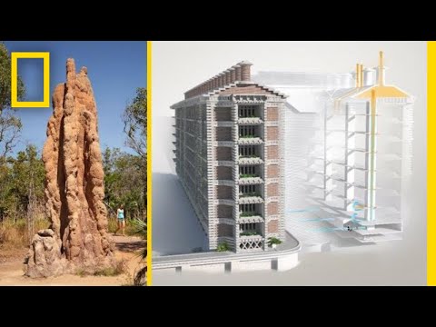 See How Termites Inspired a Building That Can Cool Itself | Decoder - UCpVm7bg6pXKo1Pr6k5kxG9A