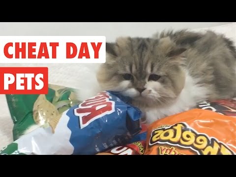 Cheat Day Pets | Funny Pet Video Compilation 2017 - UCPIvT-zcQl2H0vabdXJGcpg