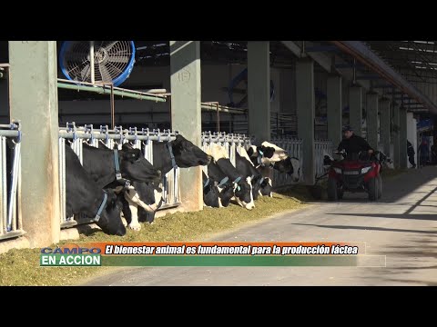 Julio Butus - Asesor Privado - El bienestar animal es fundamental para la producción láctea