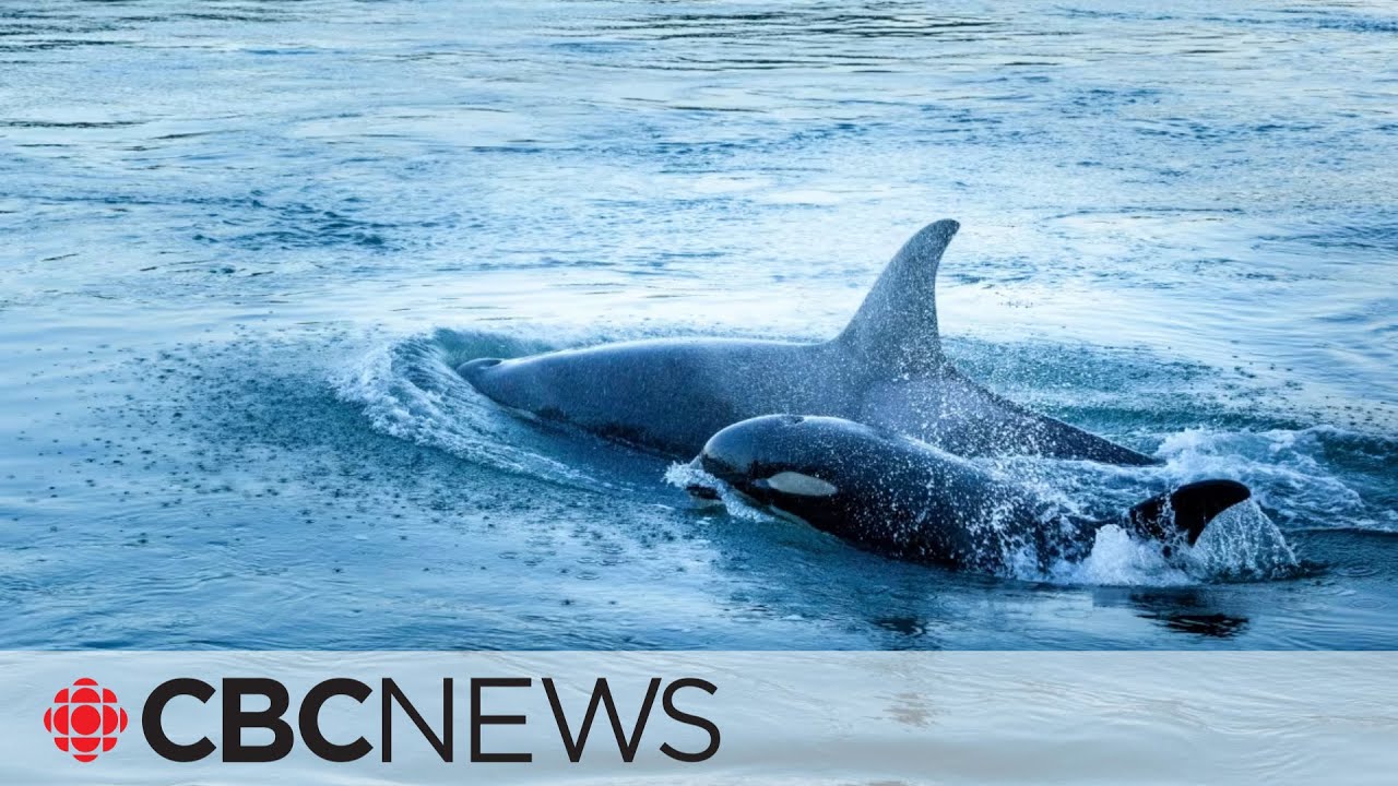 Killer whales damage boat off coast of southern Spain
