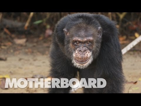 The Real Planet of the Apes (Documentary) - UCB6PV0cvJpzlcXRG7nz6PpQ