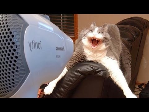 Dogs and cats hate hair dryers - Funny animal compilation - UC9obdDRxQkmn_4YpcBMTYLw