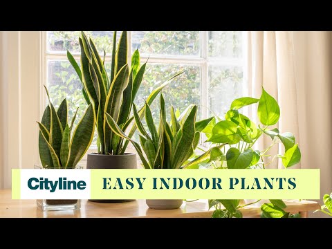 Low maintenance plants - UCmqgI1bX_x3ePKgGHMfN04A