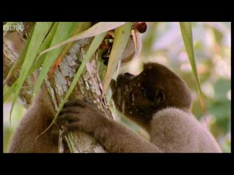 Drinking monkeys & bathing birds | Wild South America | BBC - UCwmZiChSryoWQCZMIQezgTg