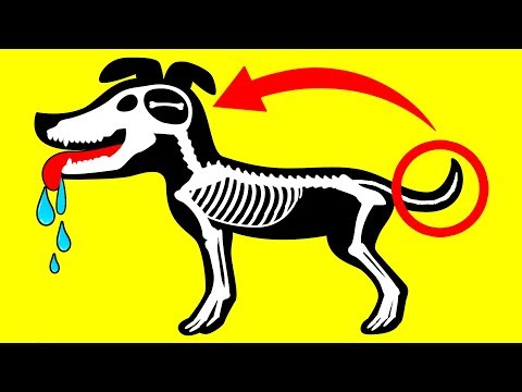 Understand Your Dog Better: 10 Dog Behaviors Explained - UC4rlAVgAK0SGk-yTfe48Qpw