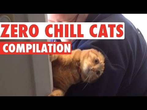 Funny Cats With Zero Chill Pet Compilation - UCPIvT-zcQl2H0vabdXJGcpg