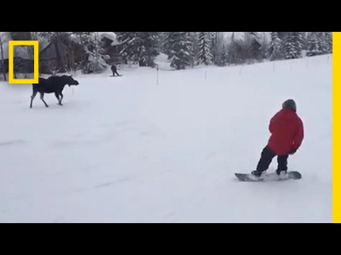 Moose Surprises Snowboarders With Mountainside Chase | National Geographic - UCpVm7bg6pXKo1Pr6k5kxG9A