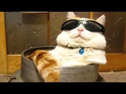 Wanna laugh? Get a cat! - Funny and cute cat compilation - UC9obdDRxQkmn_4YpcBMTYLw