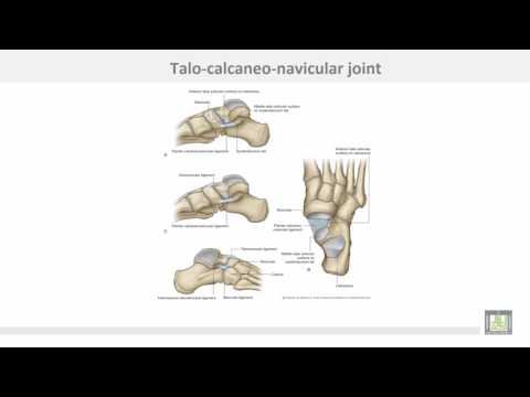 Anatomy 1 | C4 - L9 | Joints and arches of the foot