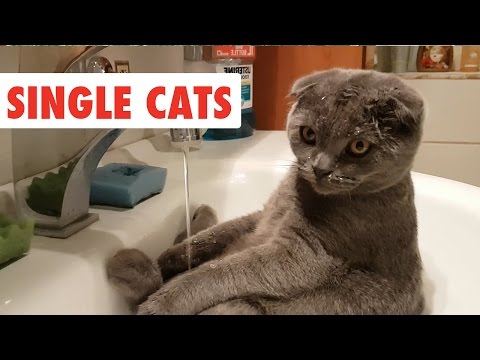 Single Cats | Funny Cat Video Compilation 2017 - UCPIvT-zcQl2H0vabdXJGcpg