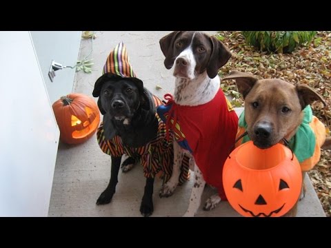 Cats and dogs wearing Halloween costumes - Funny and cute animal compilation - UC9obdDRxQkmn_4YpcBMTYLw