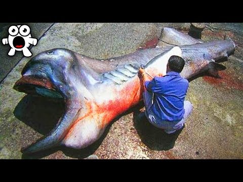 Lucky Fishermen Who Caught Never-Before-Seen Creatures - UCkQO3QsgTpNTsOw6ujimT5Q