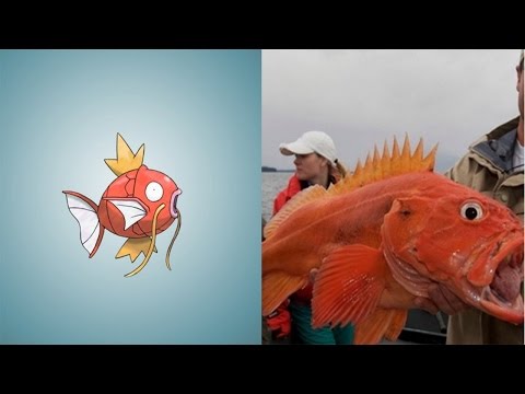 8 Pokemon You Can Actually Catch in REAL LIFE - UCxo8ooAqXiObjuaIy10ud0A