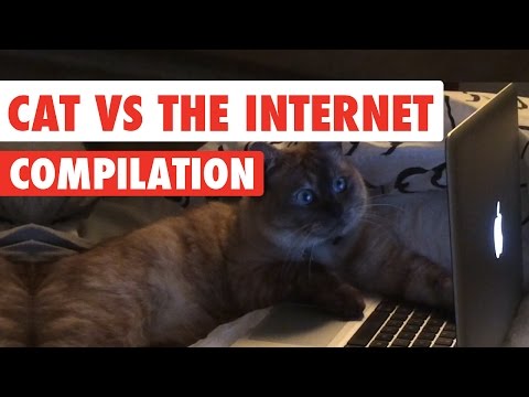 Cats vs The Internet Video Compilation 2017 - UCPIvT-zcQl2H0vabdXJGcpg