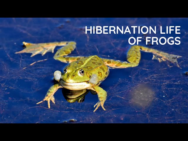 Can Frogs Survive Cold Weather?
