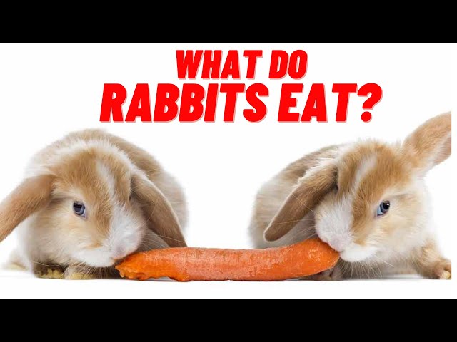 Can Rabbits Eat Thyme? - HayFarmGuy