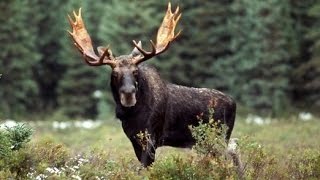 Лось - Moose (Энциклопедия животных)