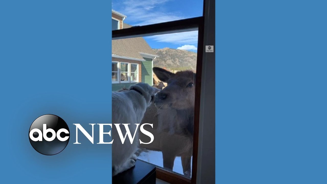 Cat and elk come face-to-face in Colorado