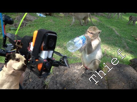 Monkeys Steal my Drone - UC7yF9tV4xWEMZkel7q8La_w