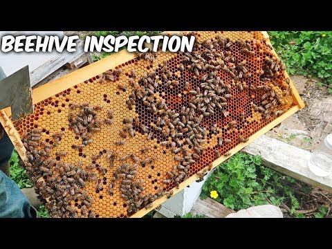 Catching a Bee Hive Before it Swarms - Bee Hive Inspection - UCkDbLiXbx6CIRZuyW9sZK1g