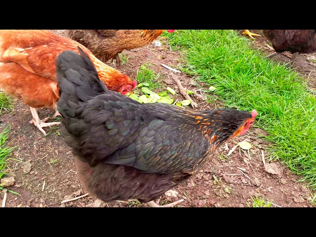 can-chickens-eat-spinach-leaves-hayfarmguy