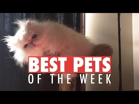 Best Pets of the Week | January 2018 Week 1 - UCPIvT-zcQl2H0vabdXJGcpg