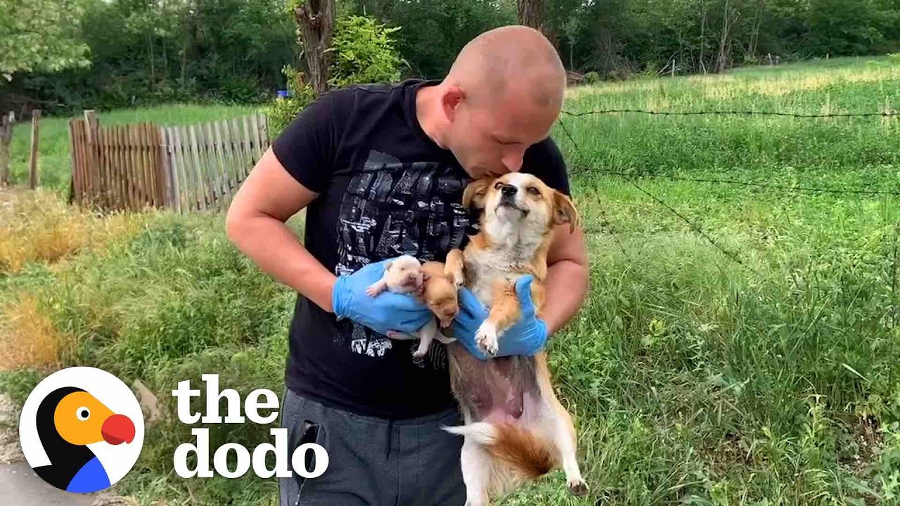 Guy Rescues Abandoned Mama Dog And Her Puppies | The Dodo