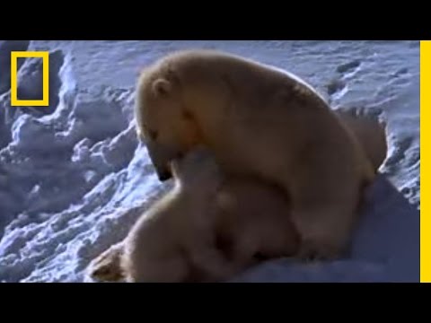 Polar Bear Moms and Cubs | National Geographic - UCpVm7bg6pXKo1Pr6k5kxG9A