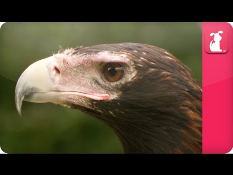 Bindi & Robert Irwin feature - Wedge Tailed Eagle (Amelio)- Growing Up Wild. - UCPIvT-zcQl2H0vabdXJGcpg