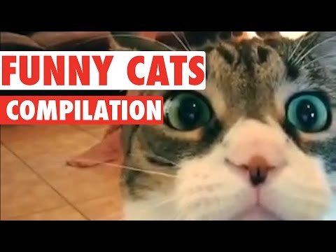 Funny Cats Video Compilation 2016 - UCPIvT-zcQl2H0vabdXJGcpg