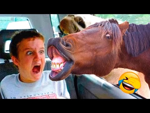 Best Funny Animal Videos 2022 😺 - Funniest And Cute Dogs And Cats Videos 😁😇 - UC09IvZwjpunzrdHH1EHok-w