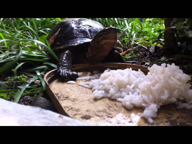 Can Turtles Eat Rice?