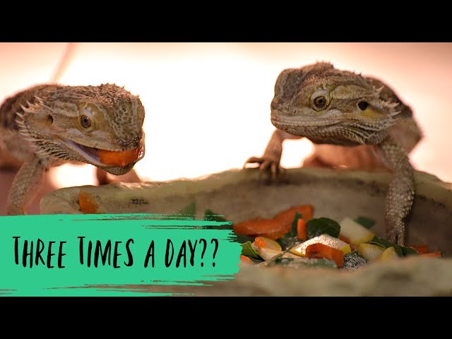How Much to Feed Your Bearded Dragon