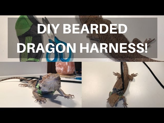 How To Make A Bearded Dragon Leash?