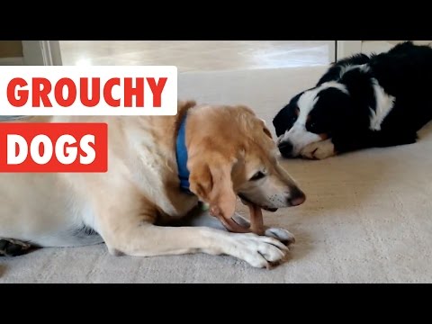Grouchy Dogs | Funny Dogs Video Compilation 2017 - UCPIvT-zcQl2H0vabdXJGcpg
