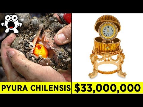 Top 10 Luckiest Discoveries That Made People Rich - UCkQO3QsgTpNTsOw6ujimT5Q