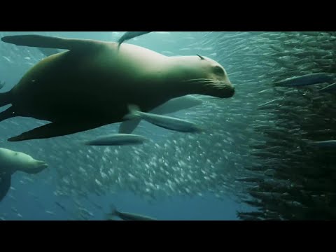 Sardine Feeding Frenzy: Whale, Shark, Dolphin and Sea Lions - The Hunt - BBC Earth - UCwmZiChSryoWQCZMIQezgTg