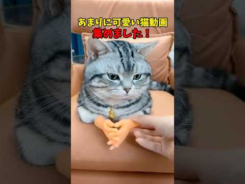 猫の動画サムネイル - 猫さん、あまりに可愛すぎる。 #猫 #cat #cats #cute