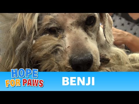 Hope For Paws: Benji was homeless his whole life... WATCH what happens next!  Please share. - UCdu8QrpJd6rdHU9fHl8J01A