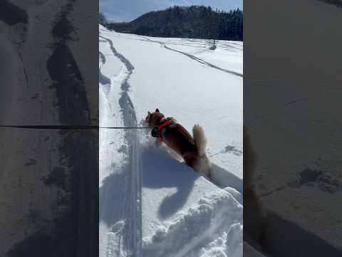 大雪ラッセル柴犬　A Shiba Inu running through powder snow. #柴犬 #powdersnow