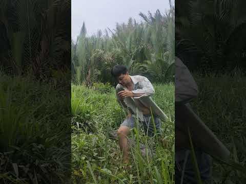 Khúc cây lạ trôi vào nhà khi nước sông dâng cao! A Strange Log Drifted Into My Yard as the River