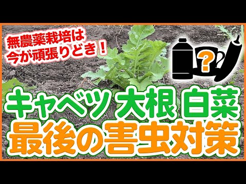 無農薬で育てる秋冬野菜!キャベツ・大根・白菜の今こそ重要な害虫対策を完全解説!【農園ライフ】【シェア畑】
