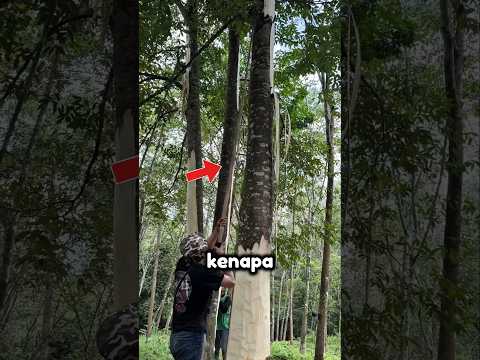 Kayu Ini Lebih Mahal dari Emas! 😱 #shorts