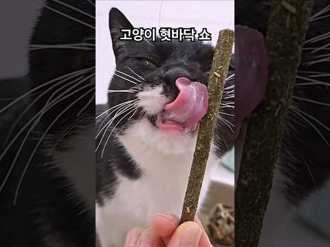조금 느끼한 고양이 혓바닥 <strong>낼름</strong> 쇼 #고양이 #cat #shorts