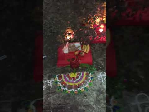 ।।तुलसी विवाह।।👌🪔#ytshorts #shortsvideo #shorts#sapport 🙏🌺jai ma tulasi 🌺🙏