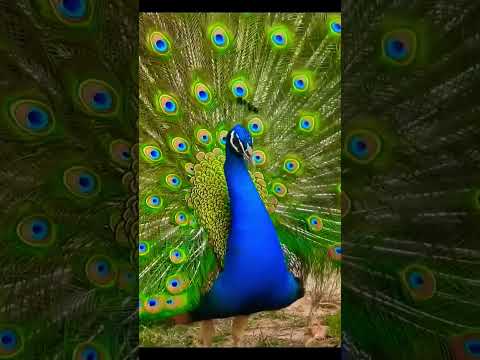 Enjoy the beautiful dance of a peacock 🦚 during the rainy season in Rajasthan,