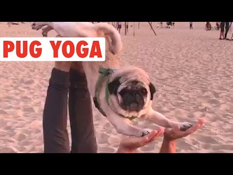 Funny Pug Yoga | Literal Downward Facing Dog - UCPIvT-zcQl2H0vabdXJGcpg